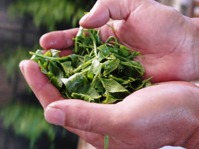 菊池水源茶 有機栽培の『菊池水源紅茶』販売に向け、製造工程を取材してきました_a0254656_18431117.jpg
