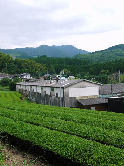 菊池水源茶 有機栽培の『菊池水源紅茶』販売に向け、製造工程を取材してきました_a0254656_1853697.jpg