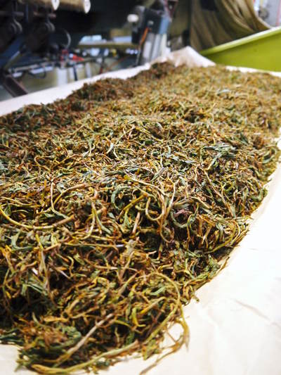 菊池水源茶　有機栽培の『菊池水源紅茶』販売に向け、製造工程を取材してきました_a0254656_2012471.jpg