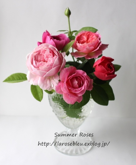 Summer Roses_f0338156_21435756.jpg