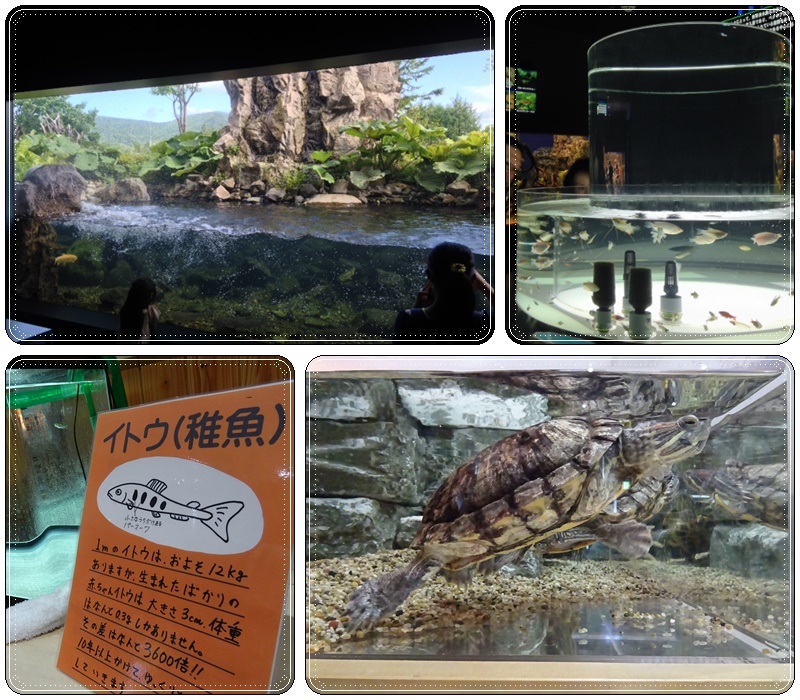 ２)おんねゆ温泉　山の水族館_b0236665_14190479.jpg