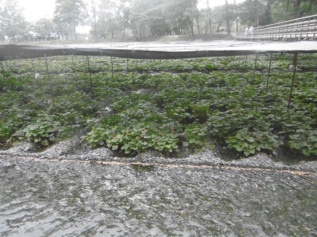お盆休み 信州2_f0205367_17531303.jpg