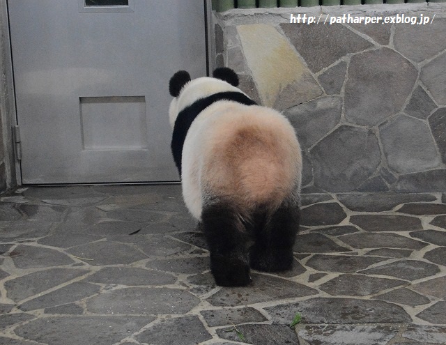 ２０１５年８月　王子動物園　トワイライトズー　その２_a0052986_2327012.jpg