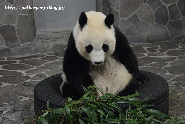 ２０１５年８月　王子動物園　トワイライトズー　その２_a0052986_2327125.jpg