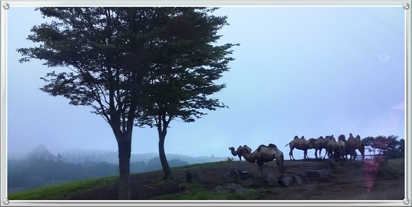 小さな旅 Ⅰ アフリカンサファリパーク_d0269886_8203319.jpg