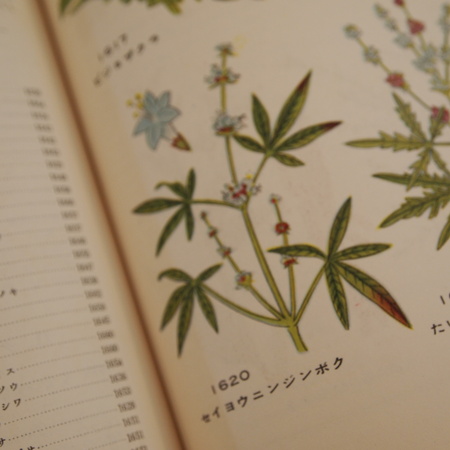 原色植物大図鑑_a0292194_121616100.jpg