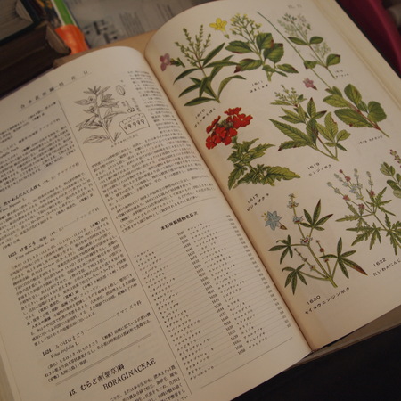 原色植物大図鑑_a0292194_12162100.jpg