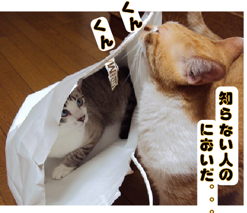 a0333195_10112327.png