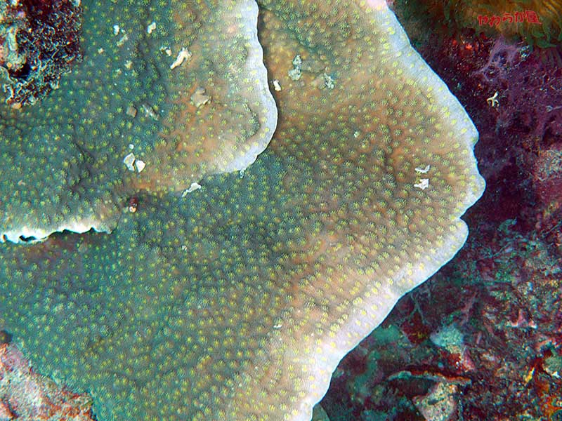 CORALREEF @CEBU MACTAN 02(2015/08/08) _b0134907_10352237.jpg