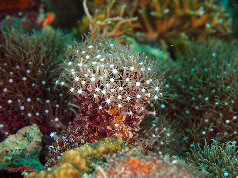 CORALREEF @CEBU MACTAN 02(2015/08/08) _b0134907_1035522.jpg