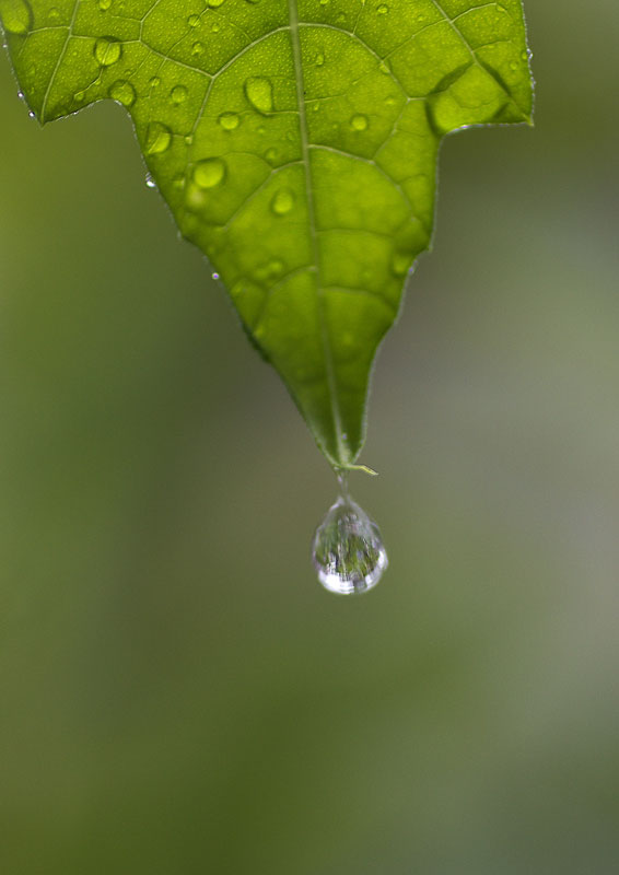 久しぶりの雨_e0001123_23244051.jpg