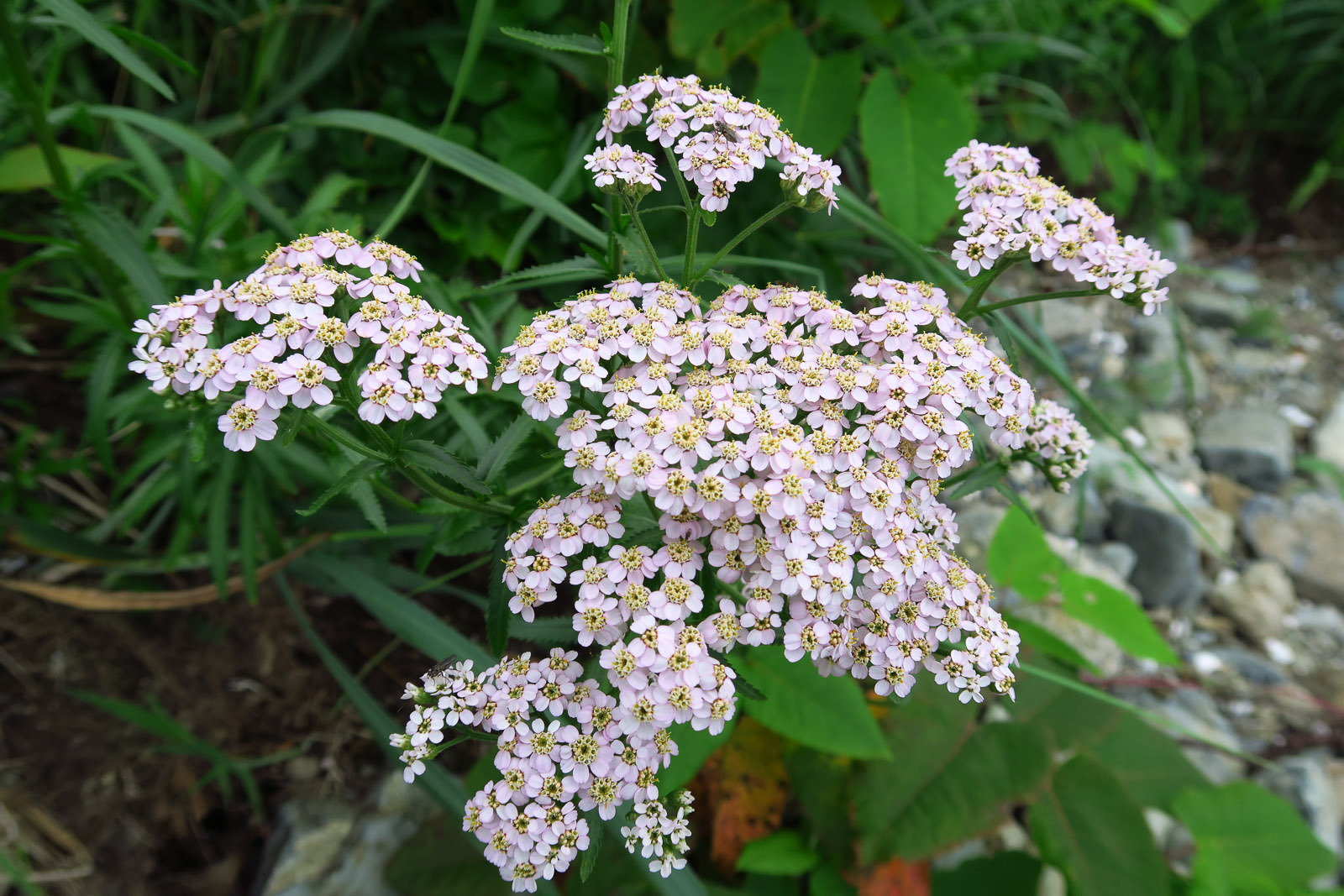 b0243727_2038456.jpg