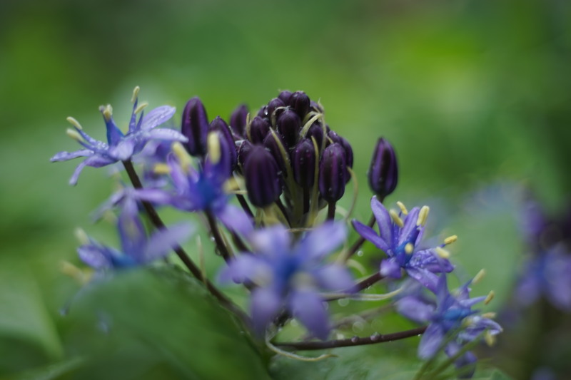 Zuiko 4.5cm F2.8 オリンパスACE_c0109833_18125347.jpg