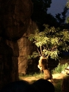 ナイトZOO in天王寺動物園_a0059035_01231872.jpg