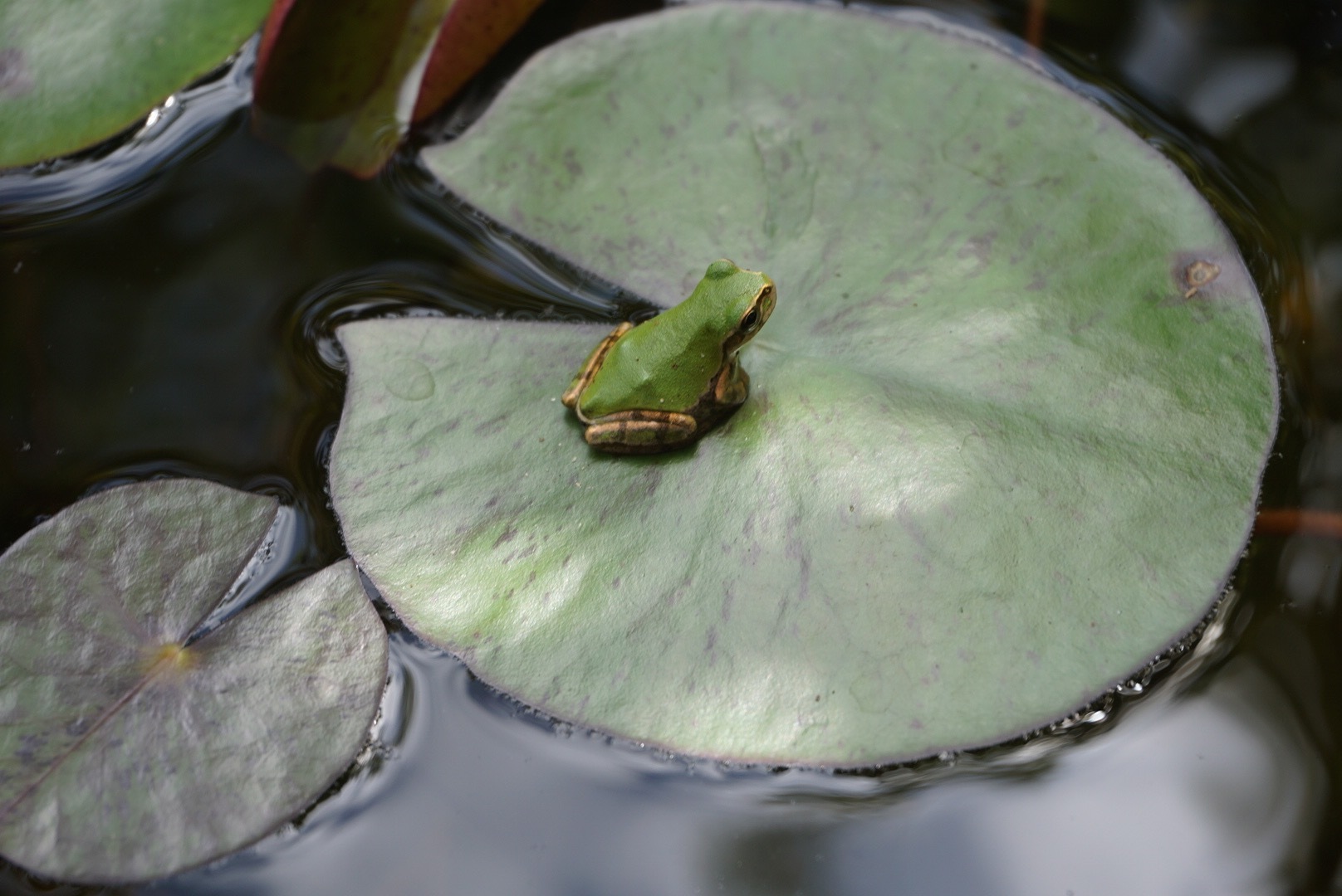 アマガエル_b0042439_04194764.jpg