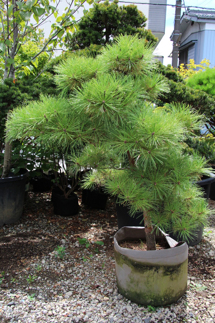 オウゴンマツ 黄金松 黄金黒松 珍品 希少品 販売 画像 写真 価格 値段