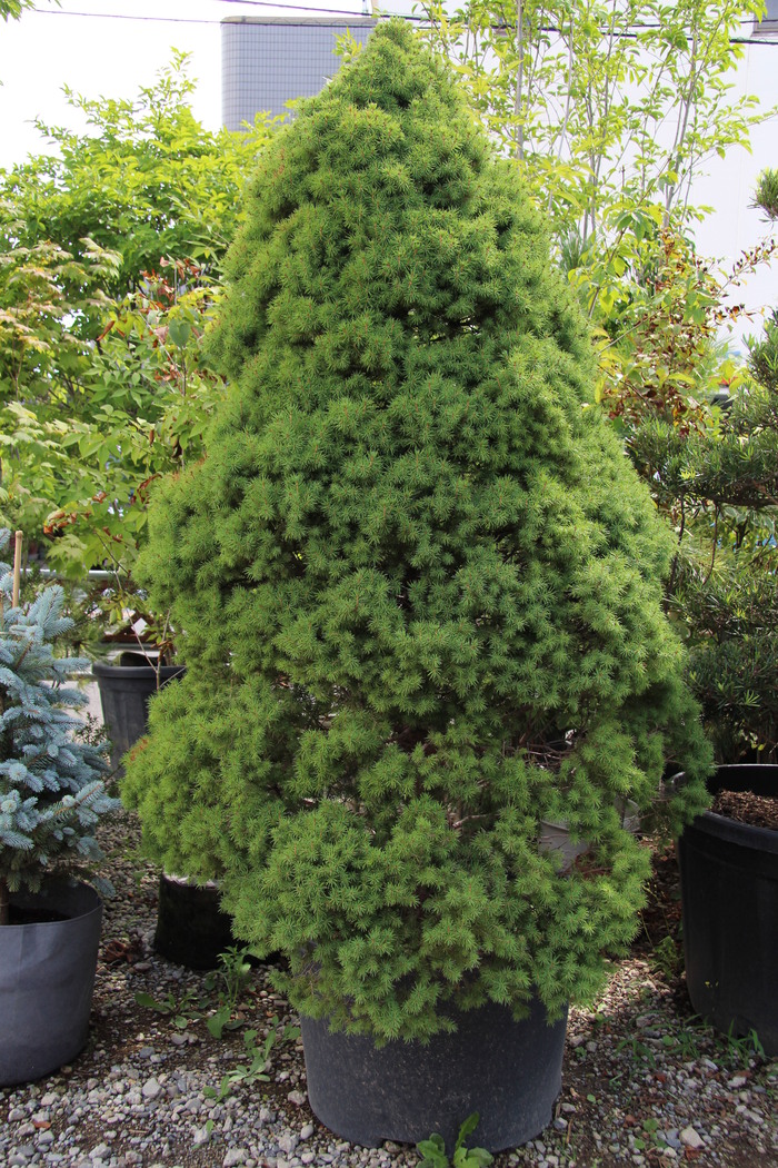 コニカ カナダトウヒ Albertiana Conica 希少品 貴重品 販売 画像 写真 価格 値段 庭木 安行 植木 田中園 Shop Tanakaen Jp Web Magazine コニカ カナダトウヒ Albertiana Conica 希少品 貴重品 販売 画像 写真 価格 値段 庭木 安行 植木 田中園 Shop Tanakaen Jp Web Magazine