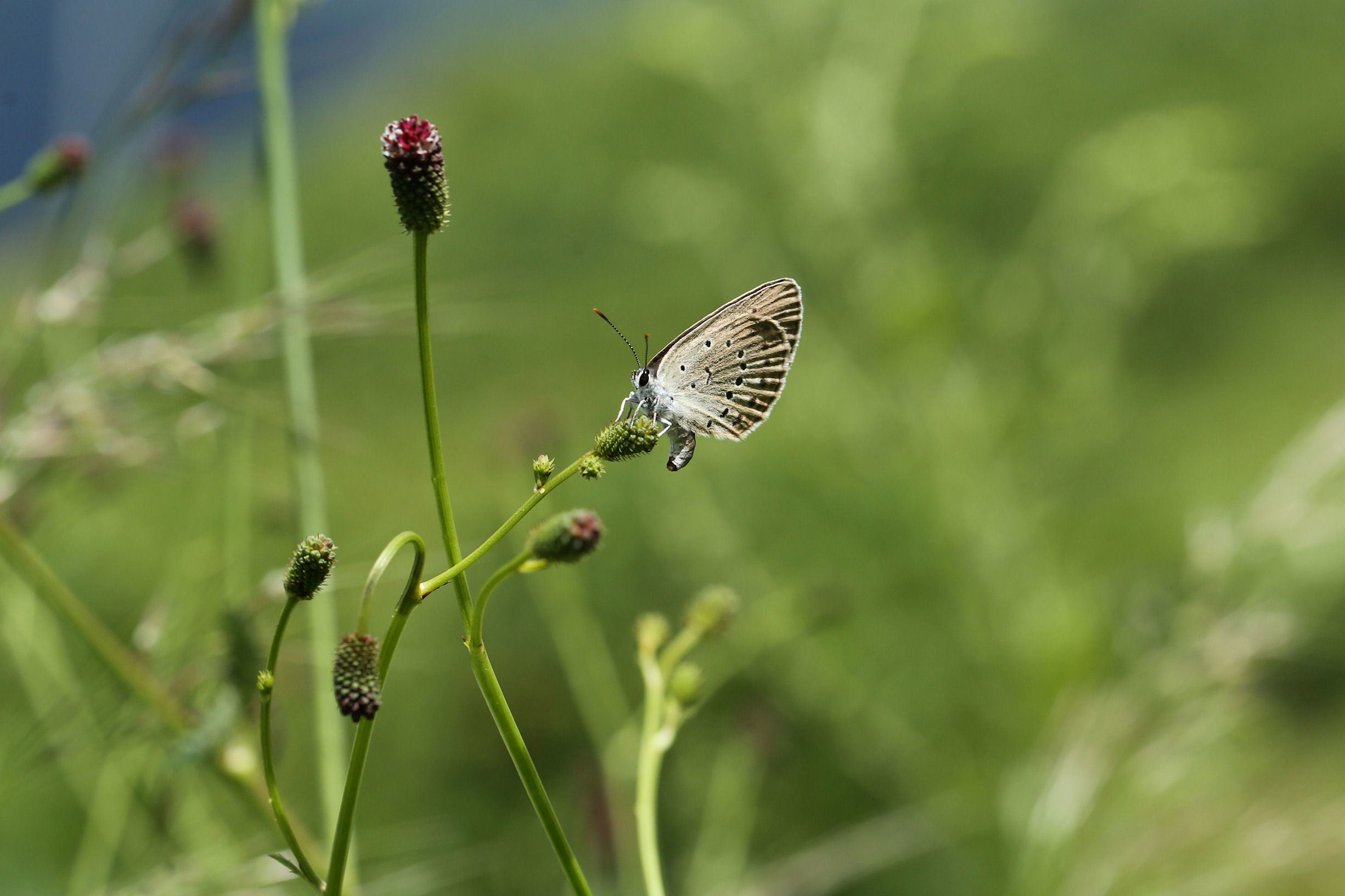 北アルプス南部山麓のゴマシジミ（長野県松本市、20150815）_f0345350_21253242.jpg