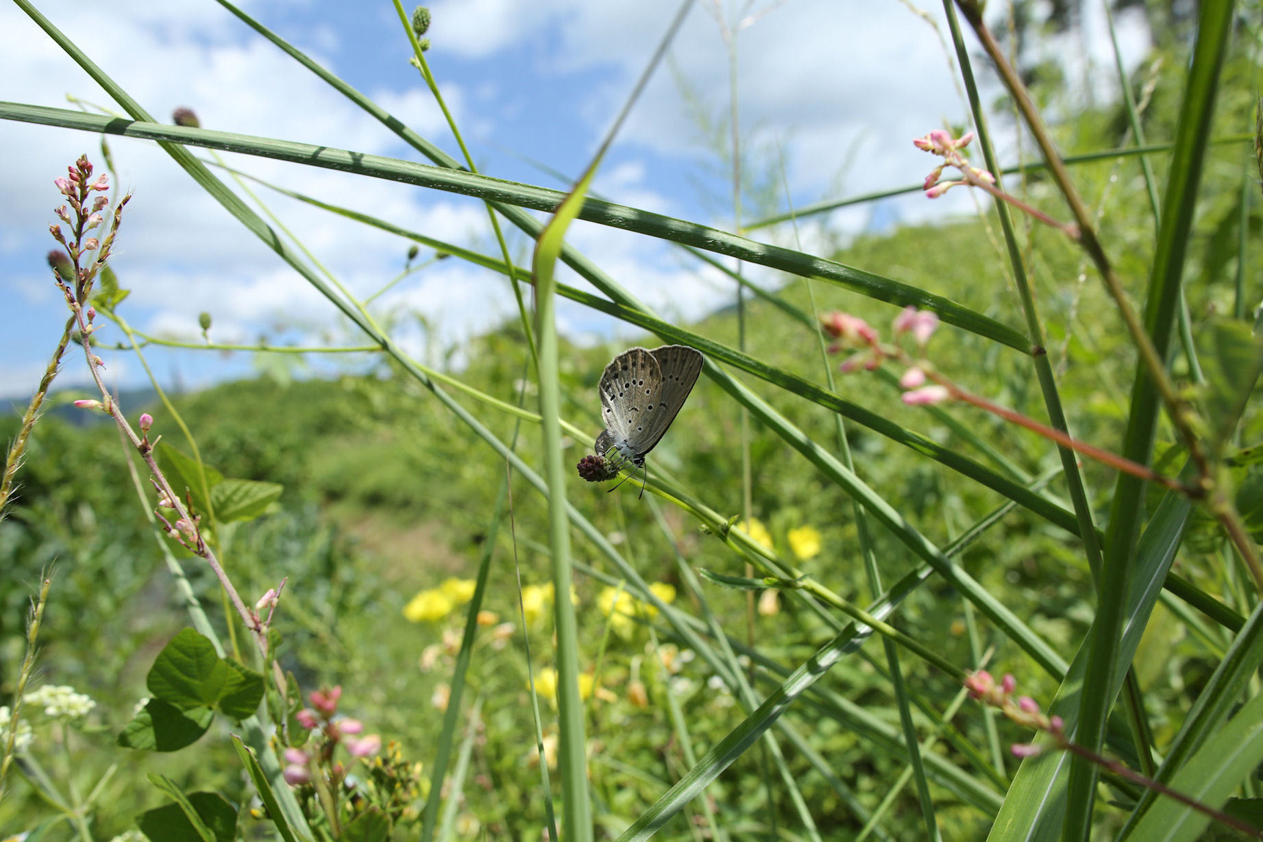 北アルプス南部山麓のゴマシジミ（長野県松本市、20150815）_f0345350_21284787.jpg