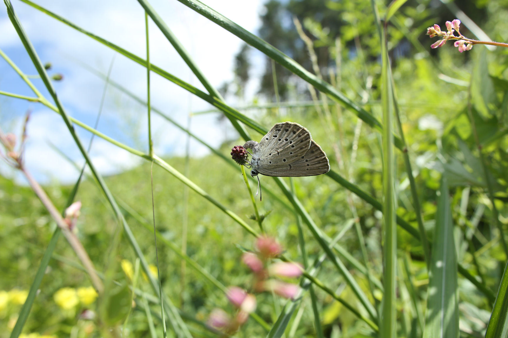 北アルプス南部山麓のゴマシジミ（長野県松本市、20150815）_f0345350_21285328.jpg