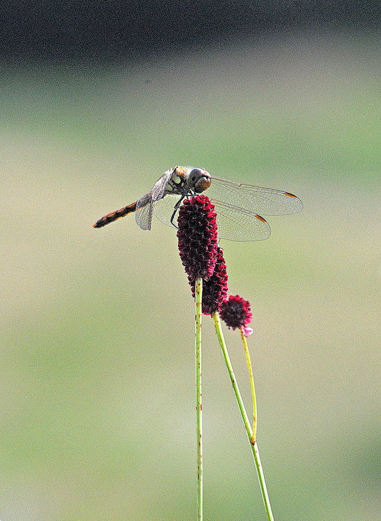 a0001354_2394449.gif