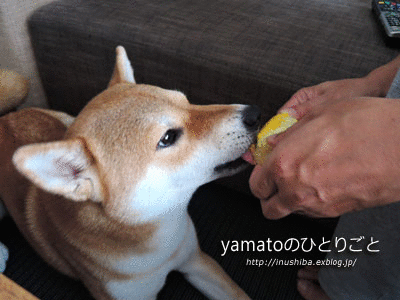 a0286855_16461791.gif