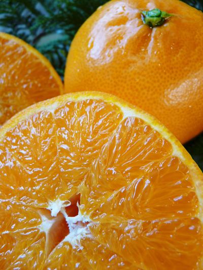 究極の柑橘「せとか」 摘果、玉つり作業後の様子 匠の摘果作業の話_a0254656_2022105.jpg