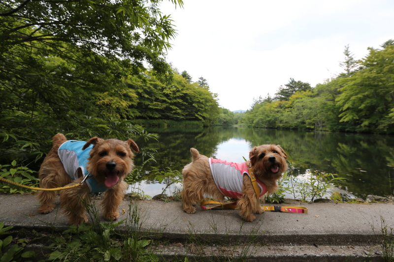 2015 蝉時雨の6月_b0181761_1501783.jpg