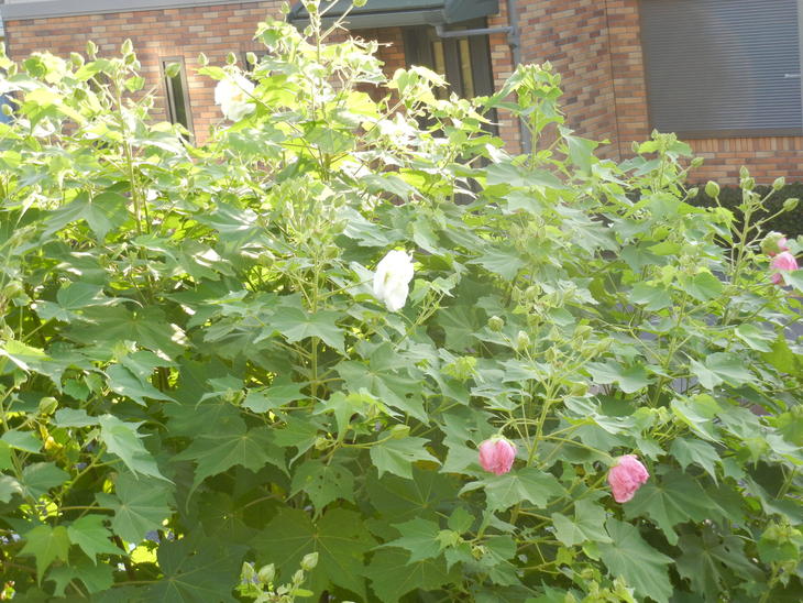 ’15,8,18(火)春夏秋冬!_f0060461_944441.jpg