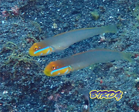イロカエルアンコウ_e0273365_17475133.jpg