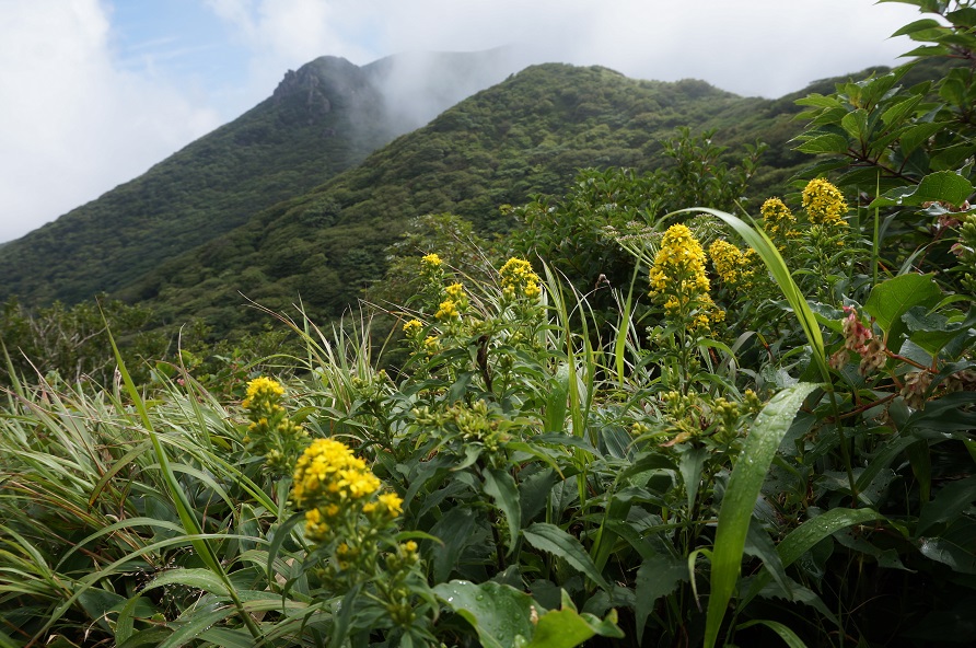 星生山へ御来光登山と扇ヶ鼻、タデ原湿原花散策。_f0016066_19315598.jpg