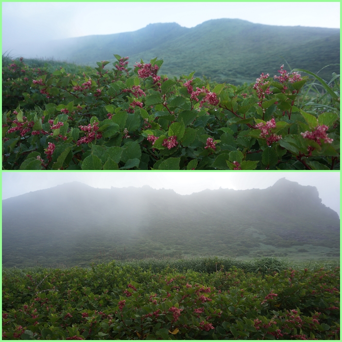 星生山へ御来光登山と扇ヶ鼻、タデ原湿原花散策。_f0016066_1975371.jpg