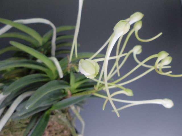 富貴蘭 翠華殿 : DREAM GRASSES 富貴蘭 翠華殿 : DREAM GRASSES