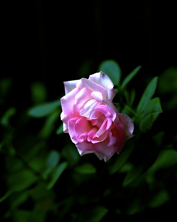 d0175768_15181511.jpg