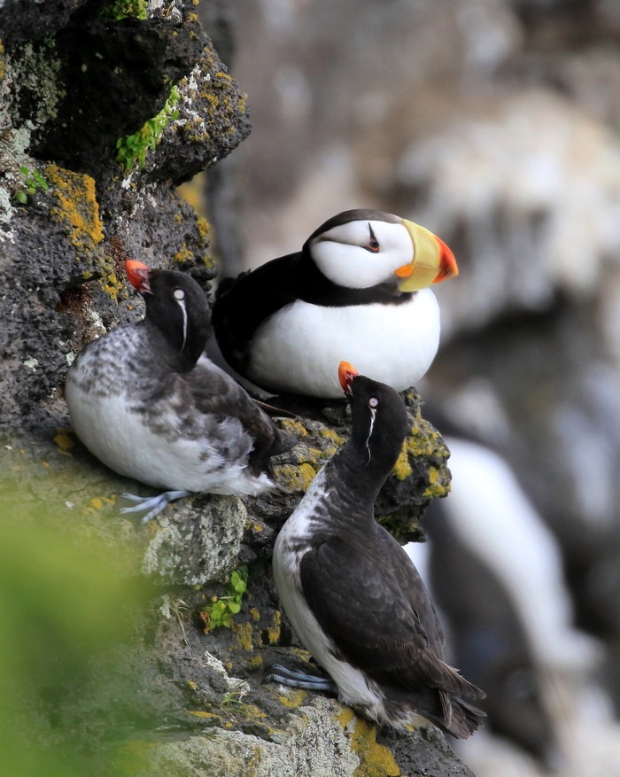 セントポールのとなり セントジョージ島 アイヌモシリの野生たち 獣と野鳥の写真図鑑 セントポールのとなり セントジョージ島 アイヌモシリの野生たち 獣と野鳥の写真図鑑