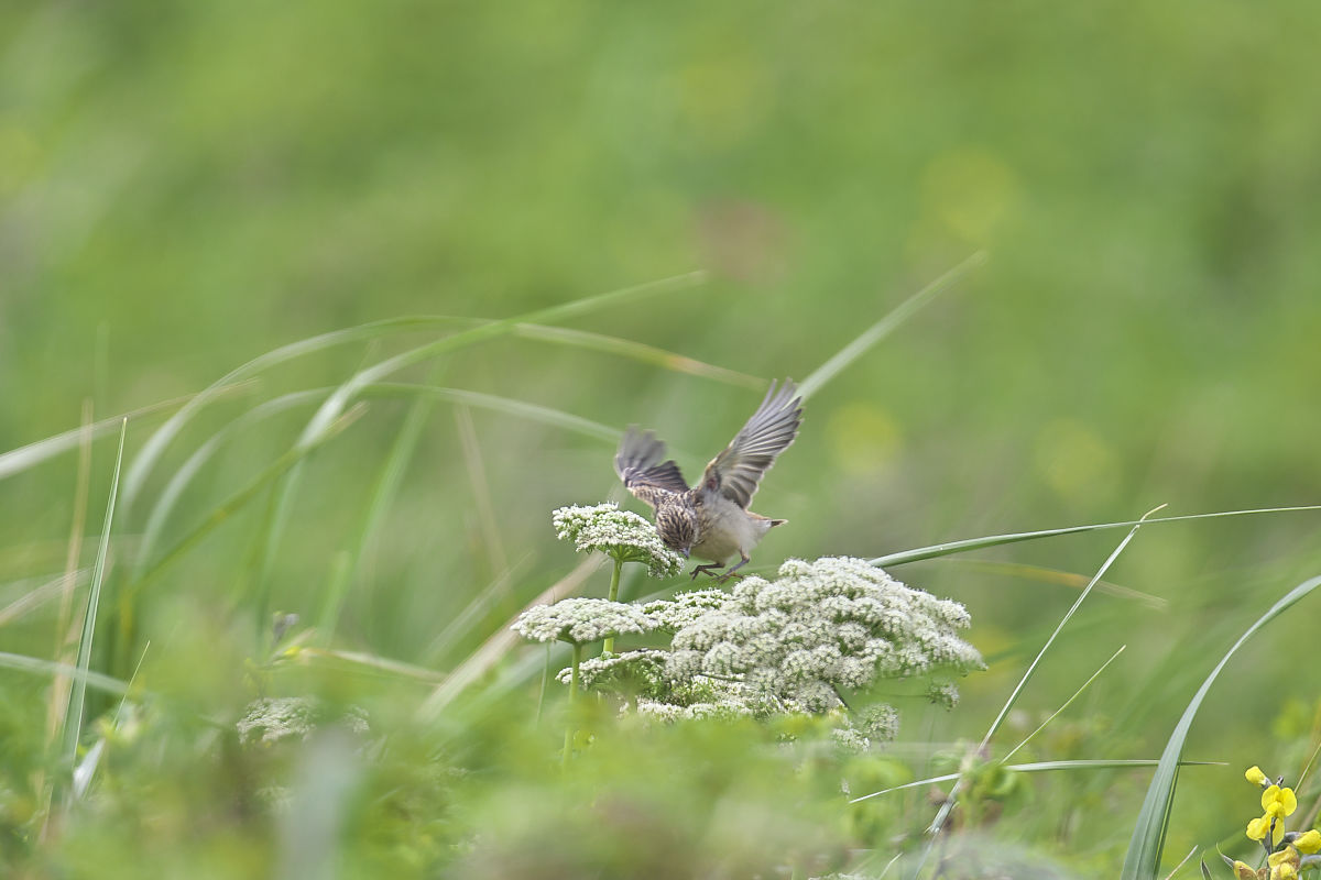 北海道の夏’１５_ノビタキ（４）_d0125872_018154.jpg