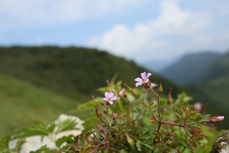 伊吹山の花　その3_f0000789_9242294.jpg