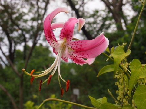 大船植物園の夏の花(2015.08.18)_e0245404_1221752.jpg