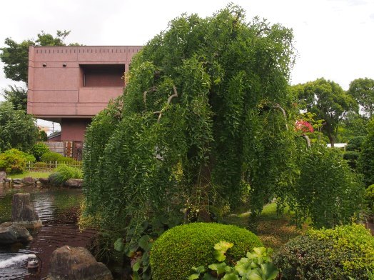 大船植物園の夏の花(2015.08.18)_e0245404_1274073.jpg