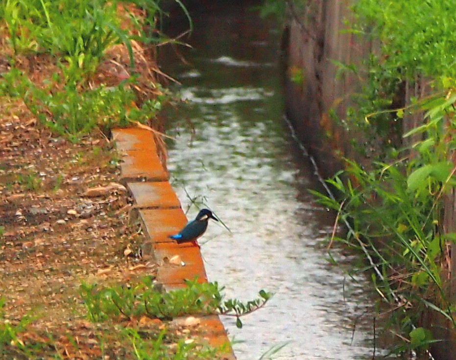 今朝もカワセミが飛ぶ　’15/08/19_d0048812_14302362.jpg