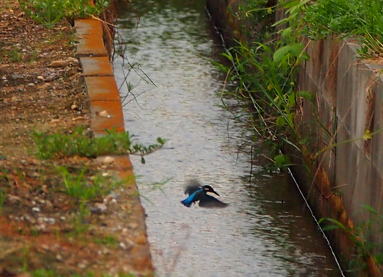 今朝もカワセミが飛ぶ　’15/08/19_d0048812_14304254.jpg