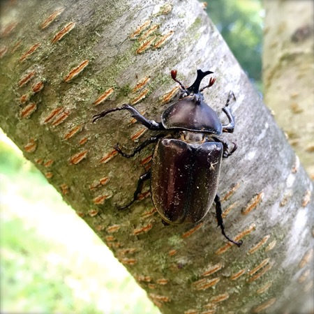 樹液等に集まる虫 それを狙う虫 カブトムシ クワガタ サトキマダラ カマキリ マイマイカブリ 世話要らずの庭 樹液等に集まる虫 それを狙う虫 カブトムシ クワガタ サトキマダラ カマキリ マイマイカブリ 世話要らずの庭