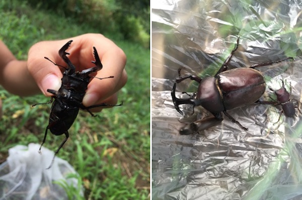 樹液等に集まる虫 それを狙う虫 カブトムシ クワガタ サトキマダラ カマキリ マイマイカブリ 世話要らずの庭
