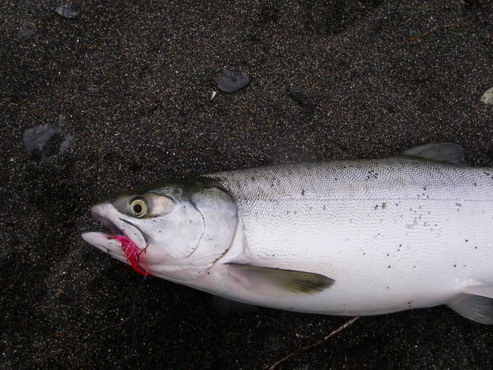 釣れて良かったカラフトマス_e0260013_05325.jpg