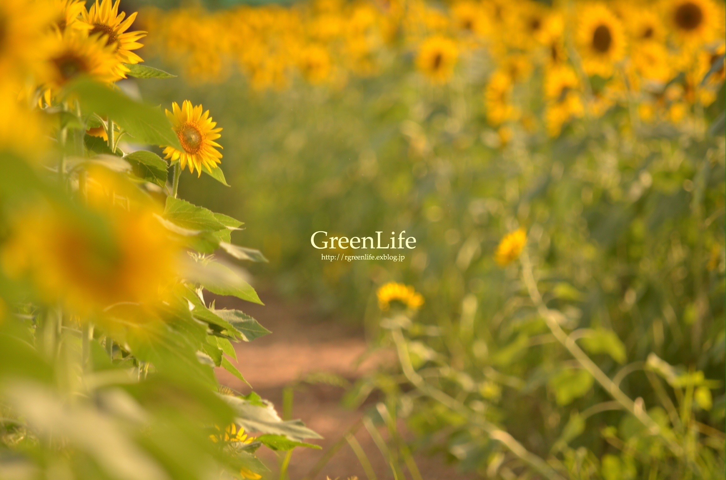 ひまわりの約束 を聞きながら Greenlife