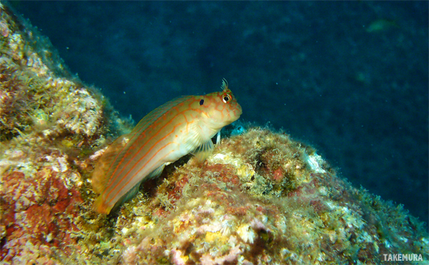 魚だらけのサンセットにて...☆みなべ・田辺_e0158261_6205453.jpg