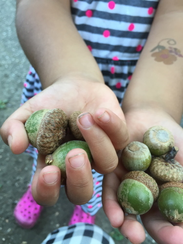 Acorns and family gathering   どんぐりと親戚_c0252862_23050657.jpg