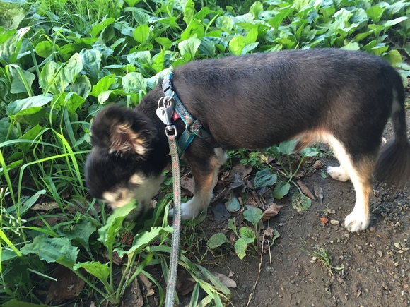 時間の流れと犬飼いさんと猫飼いさん_a0152078_12114276.jpg