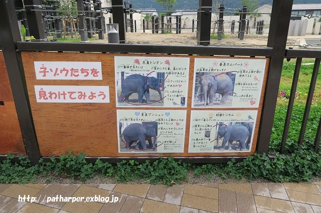 ２０１５年８月　京都市動物園　その１　はじめましてのゾウの森_a0052986_23314636.jpg