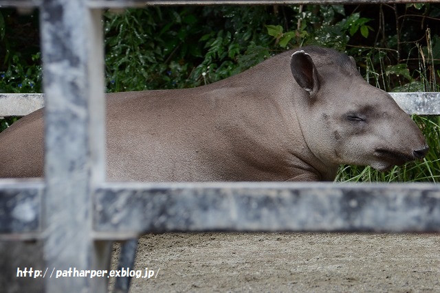 ２０１５年８月　京都市動物園　その１　はじめましてのゾウの森_a0052986_23433310.jpg